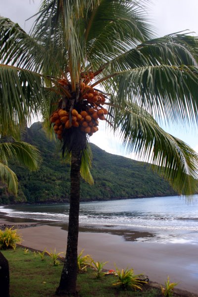 Colorful coconut tree in neighboring Hatiheu Bay - a favorite of Robert Louis Stevenson